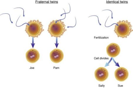 do identical twins have the same DNA compare diagram