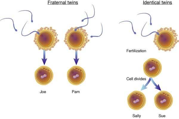 do-identical-twins-have-the-same-dna-compare-diagram-twinpickle