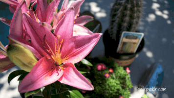 Colorful Planting Ideas: Naptime Makeover